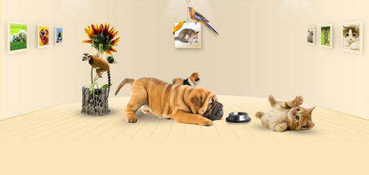 貓犬舍網站建設_寵物美容網站建設公司方案